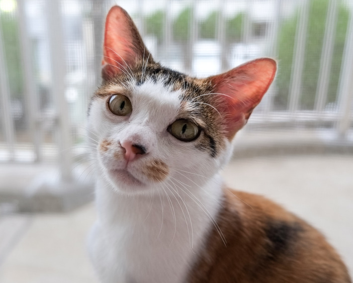 보호소에 있다가 집사를 들인 고양이의 변화 | 인스티즈