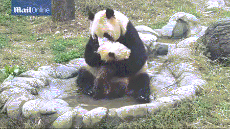 팬더 🐼 목욕하는 게시물 | 인스티즈