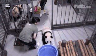 팬더 🐼 목욕하는 게시물 | 인스티즈