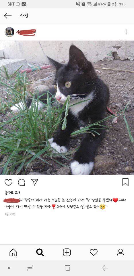 한 겨울에 키우던 고양이들을 방생해줬다는 사람 | 인스티즈