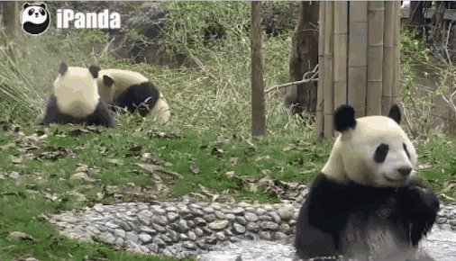 팬더 🐼 목욕하는 게시물 | 인스티즈