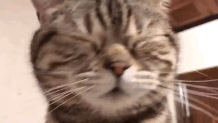 양파 써는 거 구경하던 고양이 | 인스티즈