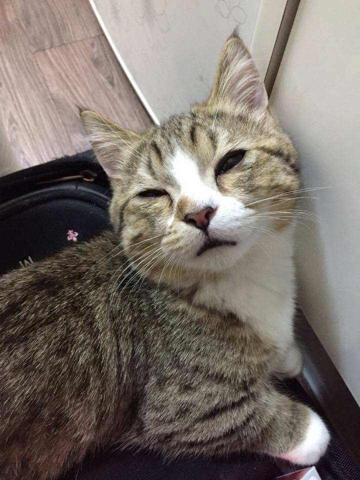 양파 써는 거 구경하던 고양이 | 인스티즈