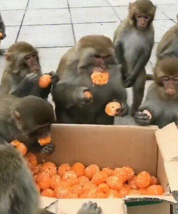 원숭이들의 뷔페 vs 중국인들의 뷔페.gif | 인스티즈