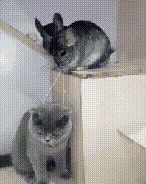 고양이 목에 방울 달기 | 인스티즈