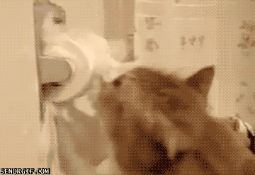 냥이에게 휴지란... | 인스티즈