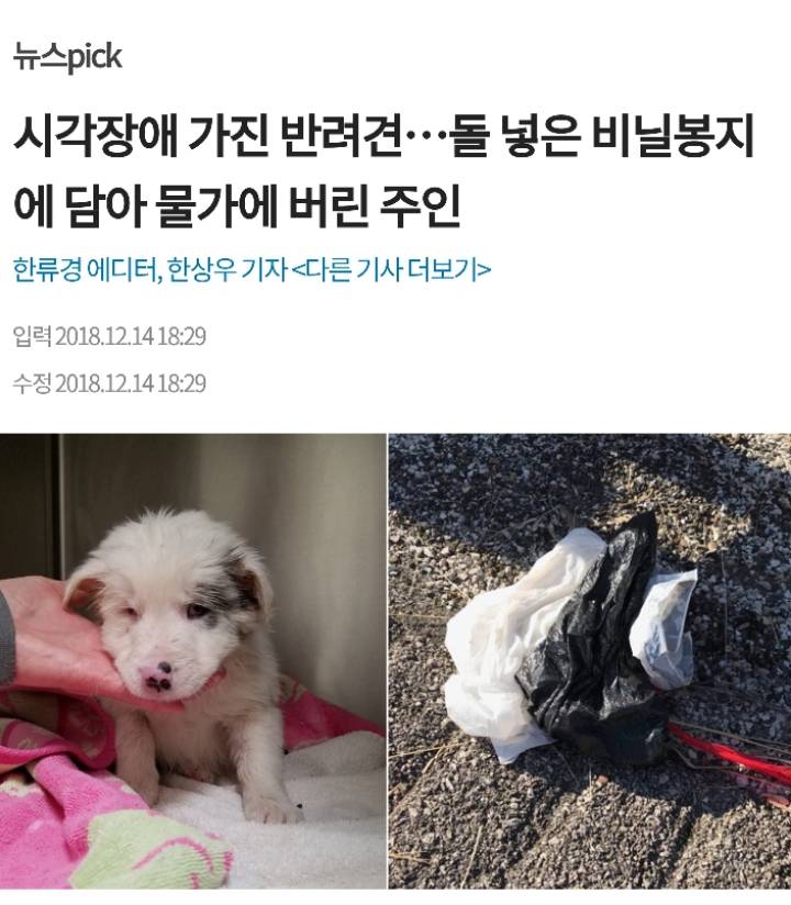 시각장애 반려견을 강물에 버린 주인 | 인스티즈