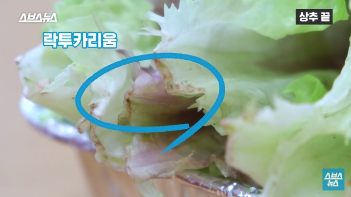 상추 끝부분 먹는다 vs 안먹는다 | 인스티즈