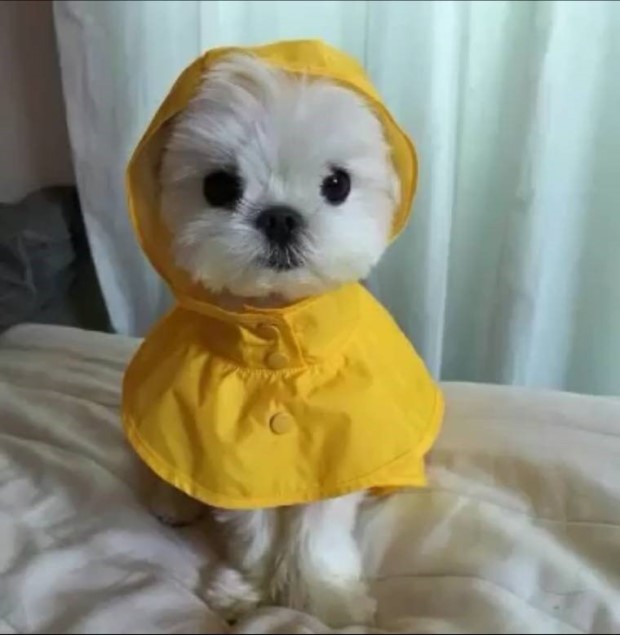 강아지 키우는 사람들중 제일 고생 많이하는 케이스...jpg | 인스티즈