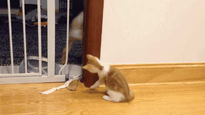 문에 끼인 댕댕이와 그걸 본 냥아치.gif | 인스티즈