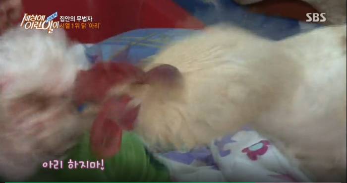 동물학대가 아닌가 싶은 세상에 이런 일이 886회 캡쳐.jpg | 인스티즈