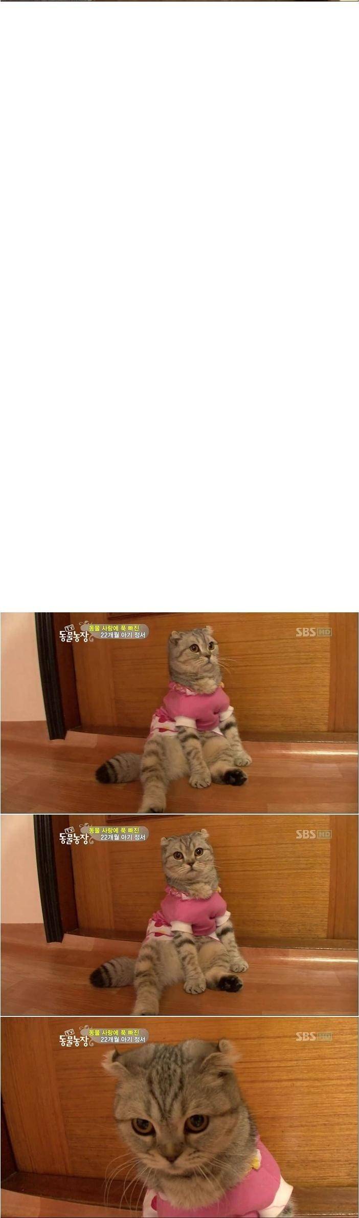 고양이 | 인스티즈