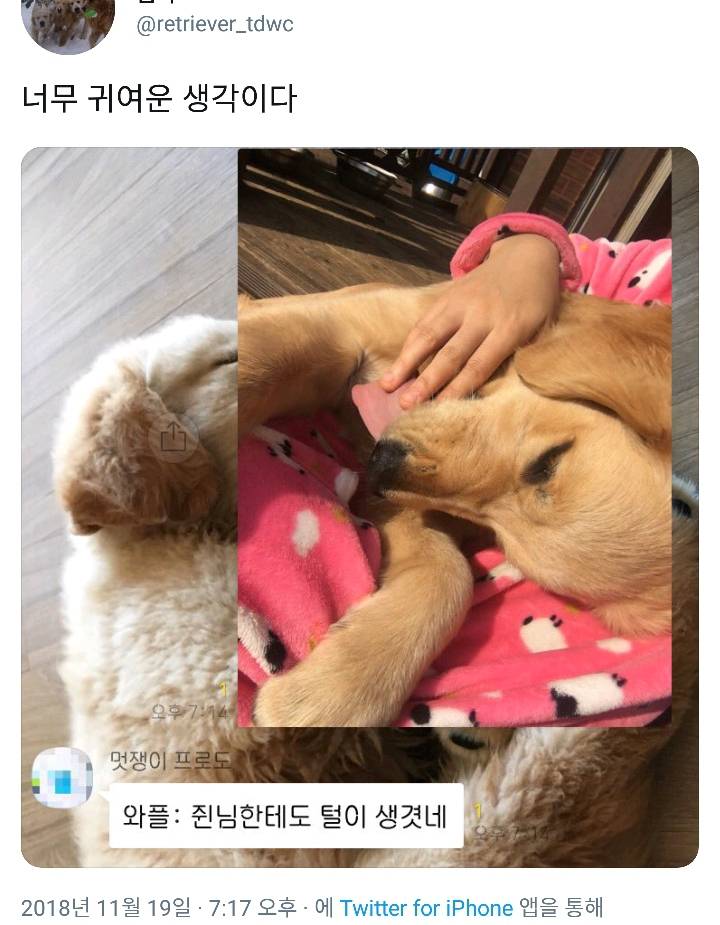 주인이 수면바지 입었을 때 반려동물이 하는 생각.jpg | 인스티즈