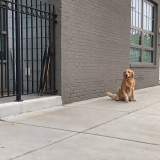 주인님이 너무 좋은 댕댕이들.gif | 인스티즈