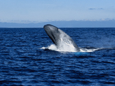 덕후가 알려주는 바다의 아이돌 혹등고래 | 인스티즈