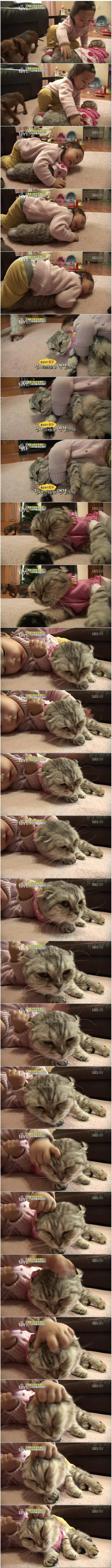 고양이 | 인스티즈