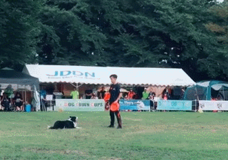 댕댕이와 멋지게 액션장면 찍기.gif | 인스티즈