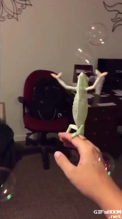 비눗방울 이구아나 ㅠㅠ | 인스티즈