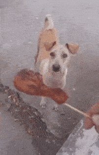 댕댕아 어디가니? | 인스티즈