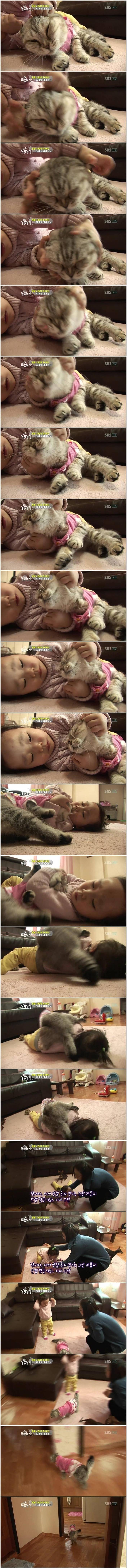 고양이 | 인스티즈