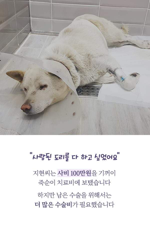 칼에 찔렸던 유기견 죽순이에게 일어난 기적 | 인스티즈