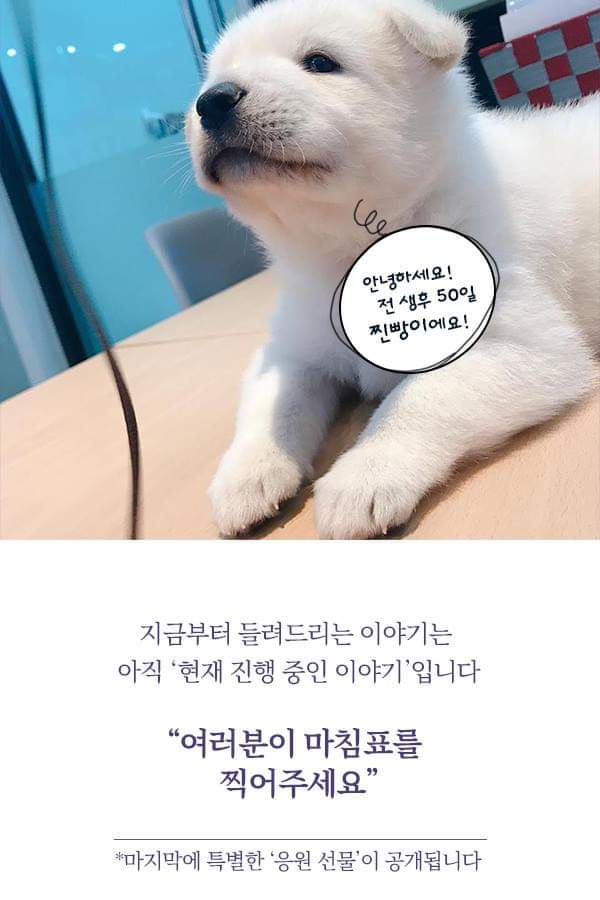 칼에 찔렸던 유기견 죽순이에게 일어난 기적 | 인스티즈