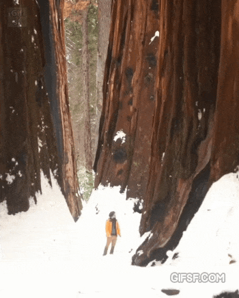 미국 세쿼이아 국립공원 레드우드 크기 | 인스티즈