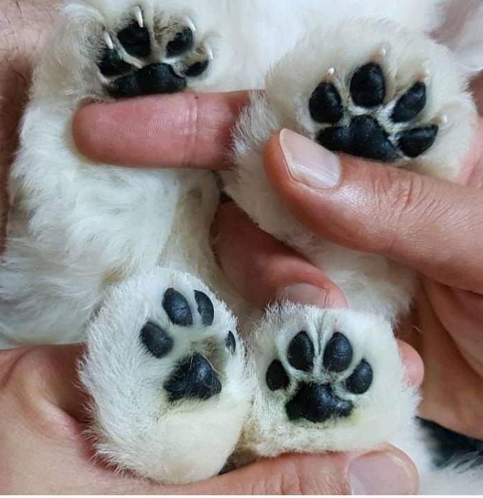 강아지 발바닥.jpg | 인스티즈