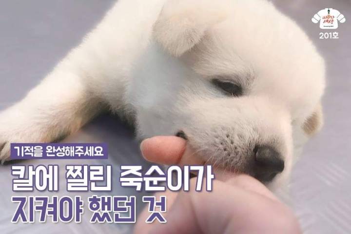 칼에 찔렸던 유기견 죽순이에게 일어난 기적 | 인스티즈