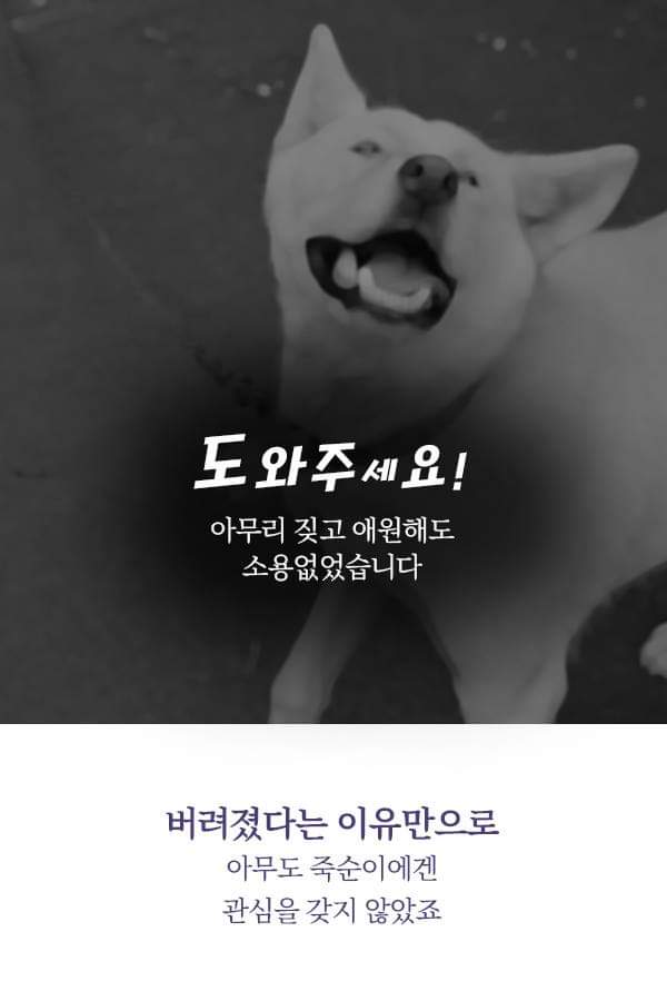 칼에 찔렸던 유기견 죽순이에게 일어난 기적 | 인스티즈