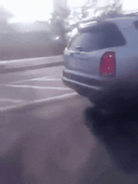 주인에게 버림받은 강아지 | 인스티즈