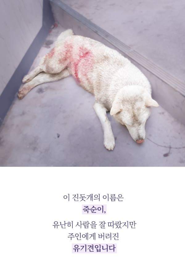 칼에 찔렸던 유기견 죽순이에게 일어난 기적 | 인스티즈