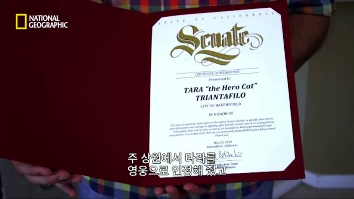 몸을 날려 아이를 구한 고양이 | 인스티즈