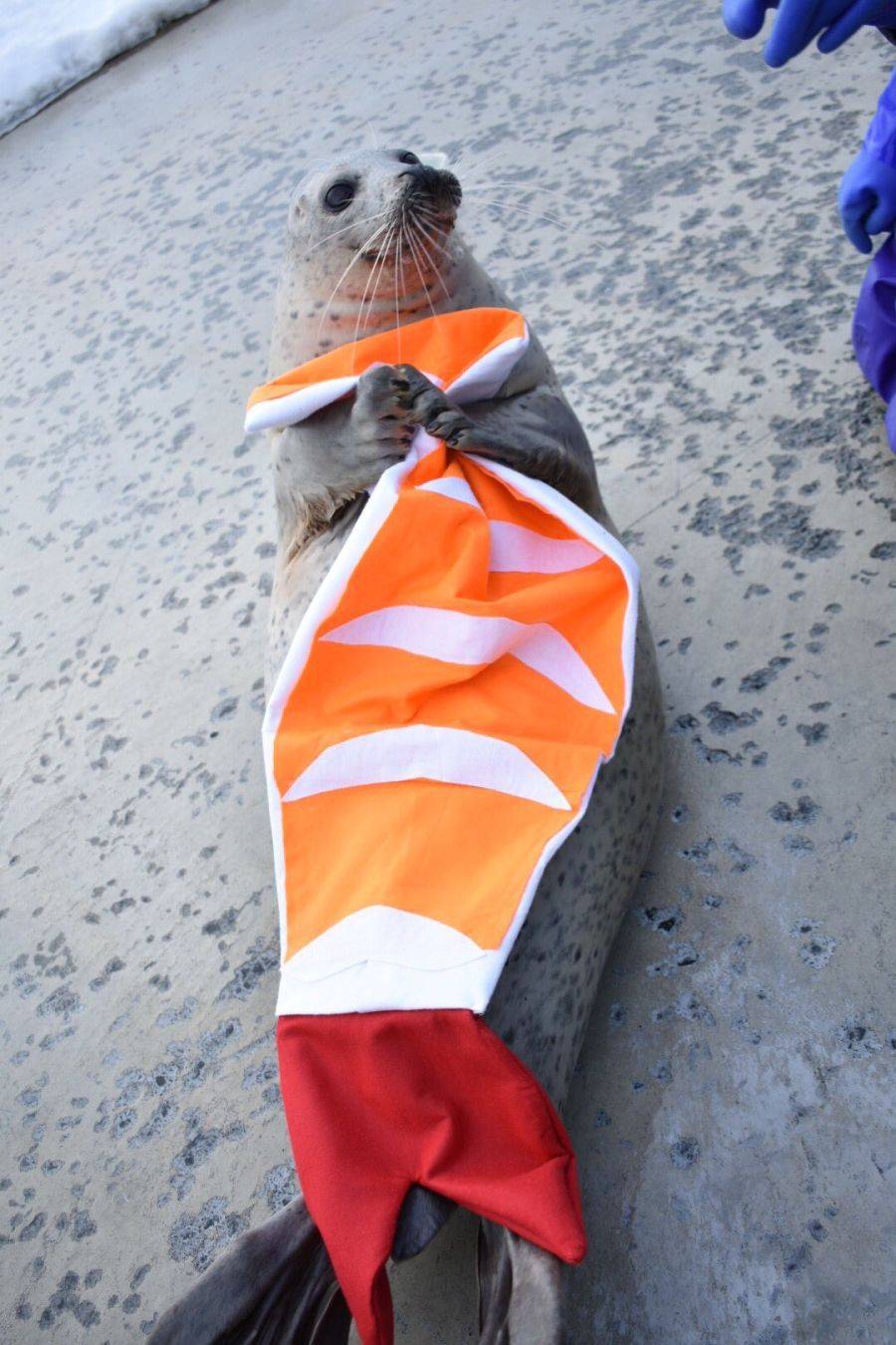 혐)바다표범 초밥 | 인스티즈