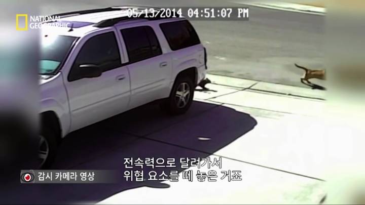 몸을 날려 아이를 구한 고양이 | 인스티즈