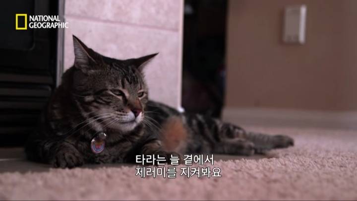 몸을 날려 아이를 구한 고양이 | 인스티즈