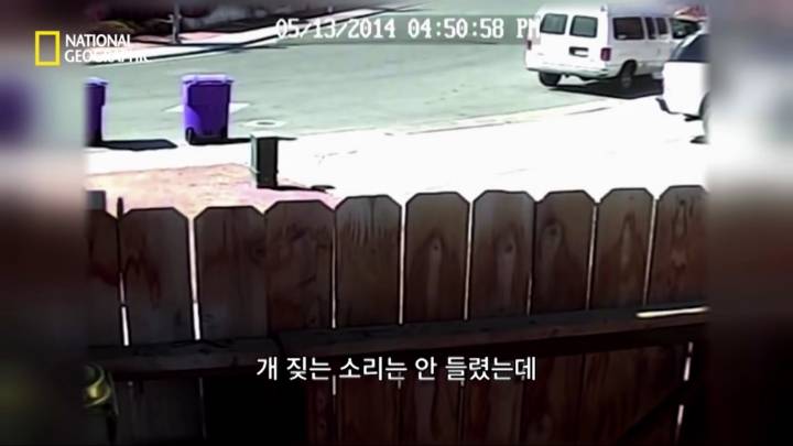 몸을 날려 아이를 구한 고양이 | 인스티즈