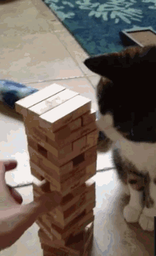 고양이랑 젠가하기 | 인스티즈