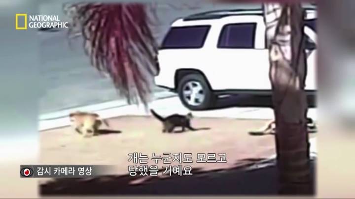 몸을 날려 아이를 구한 고양이 | 인스티즈