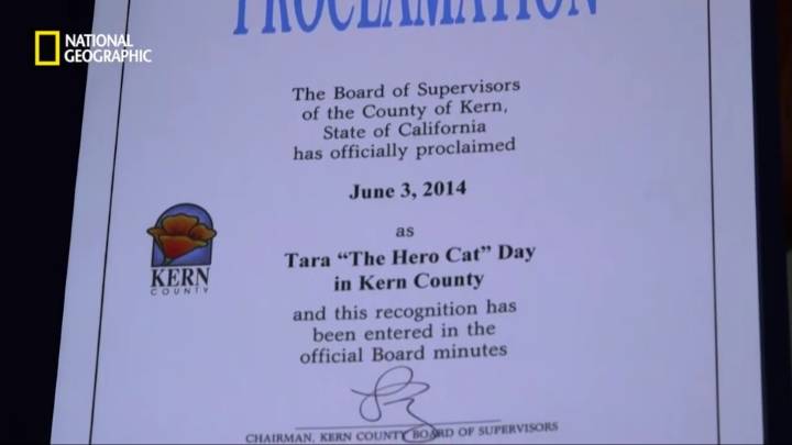 몸을 날려 아이를 구한 고양이 | 인스티즈