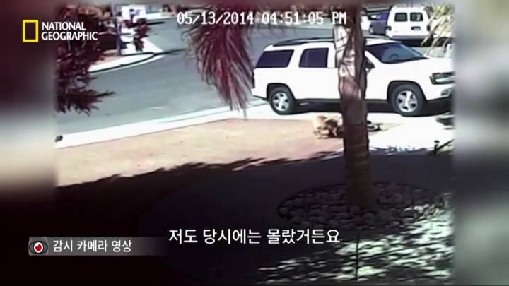 몸을 날려 아이를 구한 고양이 | 인스티즈