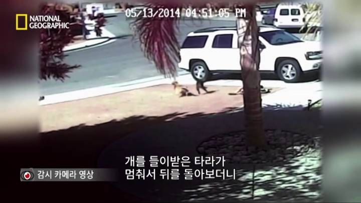 몸을 날려 아이를 구한 고양이 | 인스티즈