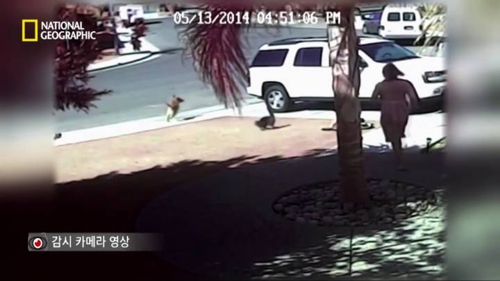 몸을 날려 아이를 구한 고양이 | 인스티즈