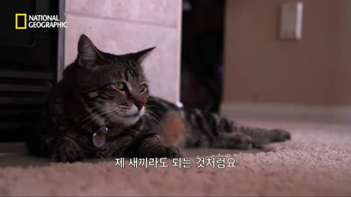 몸을 날려 아이를 구한 고양이 | 인스티즈