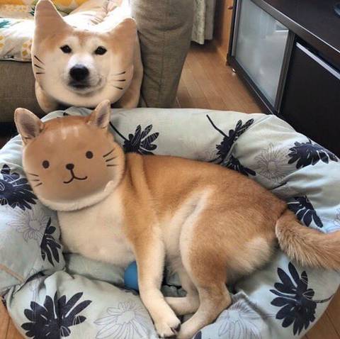 댕댕이와 인형 얼굴 바꾸기.JPG | 인스티즈