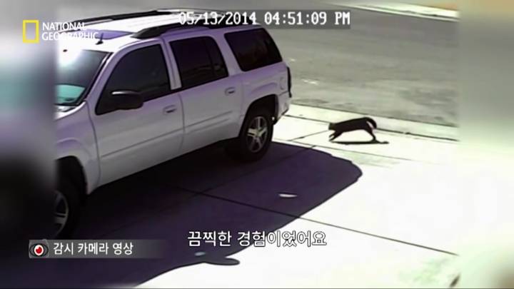 몸을 날려 아이를 구한 고양이 | 인스티즈