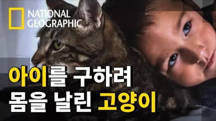몸을 날려 아이를 구한 고양이 | 인스티즈
