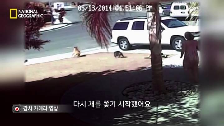 몸을 날려 아이를 구한 고양이 | 인스티즈