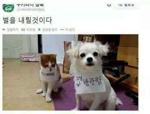 돈을 태운 고양이 | 인스티즈