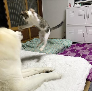 허스키의 고양이 육아일기 | 인스티즈